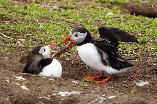 nsplsh_7666306c794e6734316c6b~mv2_d_4144_2482_s_4_2